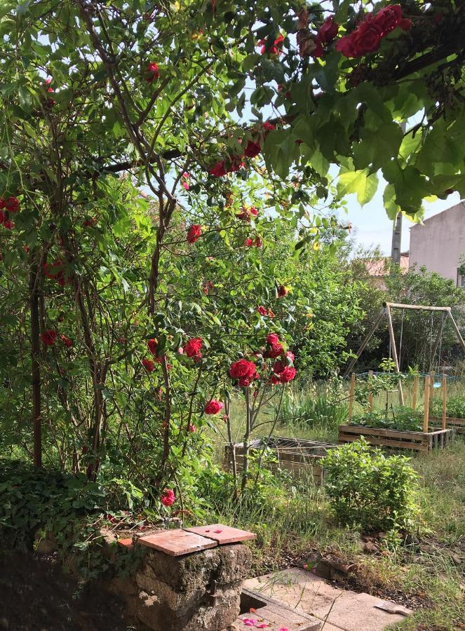 Le Mas Du Figuier, Maison De Vacances Le Bousquet-d'Orb Bagian luar foto